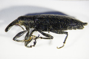  (Lixus iridis - BFB_Col_FK_8848)  @14 [ ] CreativeCommons - Attribution Non-Commercial Share-Alike (2015) SNSB, Zoologische Staatssammlung Muenchen SNSB, Zoologische Staatssammlung Muenchen