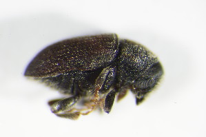  ( - BFB_Col_FK_8901)  @11 [ ] CreativeCommons - Attribution Non-Commercial Share-Alike (2015) SNSB, Zoologische Staatssammlung Muenchen SNSB, Zoologische Staatssammlung Muenchen