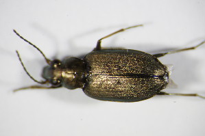  (Bembidion striatum - BFB_Col_FK_9026)  @13 [ ] CreativeCommons - Attribution Non-Commercial Share-Alike (2015) SNSB, Zoologische Staatssammlung Muenchen SNSB, Zoologische Staatssammlung Muenchen