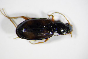  (Bembidion fluviatile - BFB_Col_FK_9049)  @13 [ ] CreativeCommons - Attribution Non-Commercial Share-Alike (2015) SNSB, Zoologische Staatssammlung Muenchen SNSB, Zoologische Staatssammlung Muenchen