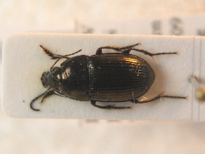  ( - BCZSM_COLA_01331)  @12 [ ] CreativeCommons - Attribution Non-Commercial Share-Alike (2012) SNSB, Zoologische Staatssammlung Muenchen SNSB, Zoologische Staatssammlung Muenchen