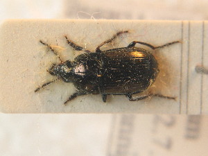  ( - BCZSM_COLA_01332)  @12 [ ] CreativeCommons - Attribution Non-Commercial Share-Alike (2012) SNSB, Zoologische Staatssammlung Muenchen SNSB, Zoologische Staatssammlung Muenchen