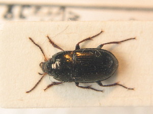  ( - BCZSM_COLA_01343)  @11 [ ] CreativeCommons - Attribution Non-Commercial Share-Alike (2012) SNSB, Zoologische Staatssammlung Muenchen SNSB, Zoologische Staatssammlung Muenchen