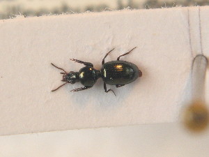  (Dyschirius laeviusculus - BCZSM_COLA_01386)  @13 [ ] CreativeCommons - Attribution Non-Commercial Share-Alike (2012) SNSB, Zoologische Staatssammlung Muenchen SNSB, Zoologische Staatssammlung Muenchen