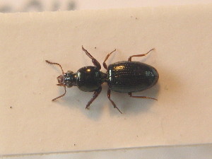  (Dyschirius lafertei - BCZSM_COLA_01528)  @11 [ ] CreativeCommons - Attribution Non-Commercial Share-Alike (2012) SNSB, Zoologische Staatssammlung Muenchen SNSB, Zoologische Staatssammlung Muenchen