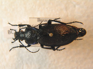  (Carabus scheidleri - BCZSM_COLA_01581)  @14 [ ] CreativeCommons - Attribution Non-Commercial Share-Alike (2012) SNSB, Zoologische Staatssammlung Muenchen SNSB, Zoologische Staatssammlung Muenchen