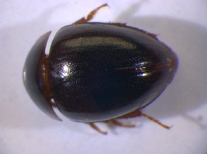  ( - BFB_Col_FK_6652)  @12 [ ] CreativeCommons - Attribution Non-Commercial Share-Alike (2015) SNSB, Zoologische Staatssammlung Muenchen SNSB, Zoologische Staatssammlung Muenchen