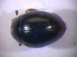  ( - BFB_Col_FK_6666)  @14 [ ] CreativeCommons - Attribution Non-Commercial Share-Alike (2015) SNSB, Zoologische Staatssammlung Muenchen SNSB, Zoologische Staatssammlung Muenchen