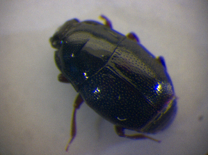  (Plegaderus vulneratus - BFB_Col_FK_6764)  @11 [ ] CreativeCommons - Attribution Non-Commercial Share-Alike (2015) SNSB, Zoologische Staatssammlung Muenchen SNSB, Zoologische Staatssammlung Muenchen