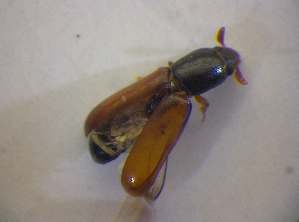  ( - BFB_Col_FK_6801)  @11 [ ] CreativeCommons - Attribution Non-Commercial Share-Alike (2015) SNSB, Zoologische Staatssammlung Muenchen SNSB, Zoologische Staatssammlung Muenchen