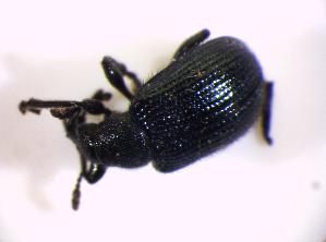  ( - BFB_Col_FK_7324)  @11 [ ] CreativeCommons - Attribution Non-Commercial Share-Alike (2015) SNSB, Zoologische Staatssammlung Muenchen SNSB, Zoologische Staatssammlung Muenchen