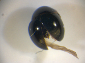  ( - BFB_Col_FK_7539)  @11 [ ] CreativeCommons - Attribution Non-Commercial Share-Alike (2015) SNSB, Zoologische Staatssammlung Muenchen SNSB, Zoologische Staatssammlung Muenchen