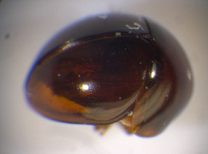 ( - BFB_Col_FK_7574)  @12 [ ] CreativeCommons - Attribution Non-Commercial Share-Alike (2015) SNSB, Zoologische Staatssammlung Muenchen SNSB, Zoologische Staatssammlung Muenchen