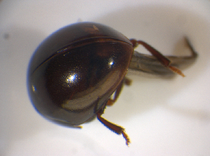  ( - BFB_Col_FK_7576)  @12 [ ] CreativeCommons - Attribution Non-Commercial Share-Alike (2015) SNSB, Zoologische Staatssammlung Muenchen SNSB, Zoologische Staatssammlung Muenchen