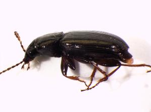  ( - BFB_Col_FK_7607)  @12 [ ] CreativeCommons - Attribution Non-Commercial Share-Alike (2015) SNSB, Zoologische Staatssammlung Muenchen SNSB, Zoologische Staatssammlung Muenchen