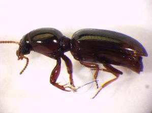  (Dyschirius substriatus - BFB_Col_FK_7227)  @13 [ ] CreativeCommons - Attribution Non-Commercial Share-Alike (2015) SNSB, Zoologische Staatssammlung Muenchen SNSB, Zoologische Staatssammlung Muenchen