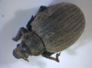 ( - BFB_Col_FK_8188)  @11 [ ] CreativeCommons - Attribution Non-Commercial Share-Alike (2015) SNSB, Zoologische Staatssammlung Muenchen SNSB, Zoologische Staatssammlung Muenchen