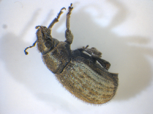  ( - BFB_Col_FK_8214)  @12 [ ] CreativeCommons - Attribution Non-Commercial Share-Alike (2015) SNSB, Zoologische Staatssammlung Muenchen SNSB, Zoologische Staatssammlung Muenchen