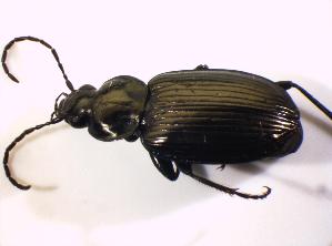  (Agonum viduum - BFB_Col_FK_8498)  @14 [ ] CreativeCommons - Attribution Non-Commercial Share-Alike (2015) SNSB, Zoologische Staatssammlung Muenchen SNSB, Zoologische Staatssammlung Muenchen