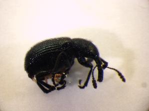  ( - BFB_Col_FK_8656)  @11 [ ] CreativeCommons - Attribution Non-Commercial Share-Alike (2015) SNSB, Zoologische Staatssammlung Muenchen SNSB, Zoologische Staatssammlung Muenchen