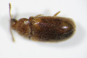  ( - BFB_Col_FK_7499)  @12 [ ] CreativeCommons - Attribution Non-Commercial Share-Alike (2015) SNSB, Zoologische Staatssammlung Muenchen SNSB, Zoologische Staatssammlung Muenchen