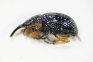  (Pseudapion moschatae - BFB_Col_FK_9972)  @12 [ ] CreativeCommons - Attribution Non-Commercial Share-Alike (2015) SNSB, Zoologische Staatssammlung Muenchen SNSB, Zoologische Staatssammlung Muenchen