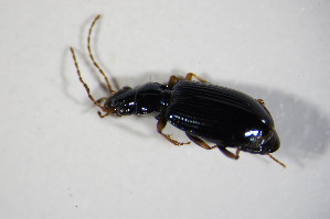  (Bembidion dalmatinum - BFB_Col_FK_10082)  @14 [ ] CreativeCommons - Attribution Non-Commercial Share-Alike (2015) SNSB, Zoologische Staatssammlung Muenchen SNSB, Zoologische Staatssammlung Muenchen