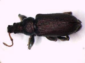  (Phyllobius maculicornis - BFB_Col_FK_9830)  @14 [ ] CreativeCommons - Attribution Non-Commercial Share-Alike (2015) SNSB, Zoologische Staatssammlung Muenchen SNSB, Zoologische Staatssammlung Muenchen