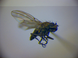  ( - BC ZSM DIP 01931)  @12 [ ] CreativeCommons - Attribution Non-Commercial Share-Alike (2010) SNSB, Zoologische Staatssammlung Muenchen SNSB, Zoologische Staatssammlung Muenchen