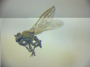  ( - BC ZSM DIP 01932)  @12 [ ] CreativeCommons - Attribution Non-Commercial Share-Alike (2010) SNSB, Zoologische Staatssammlung Muenchen SNSB, Zoologische Staatssammlung Muenchen