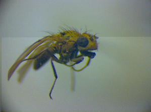  ( - BC ZSM DIP 01943)  @12 [ ] CreativeCommons - Attribution Non-Commercial Share-Alike (2010) SNSB, Zoologische Staatssammlung Muenchen SNSB, Zoologische Staatssammlung Muenchen