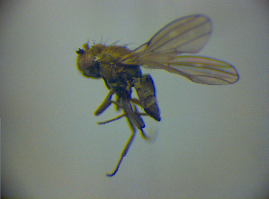  ( - BC ZSM DIP 01944)  @12 [ ] CreativeCommons - Attribution Non-Commercial Share-Alike (2010) SNSB, Zoologische Staatssammlung Muenchen SNSB, Zoologische Staatssammlung Muenchen