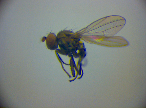  ( - BC ZSM DIP 01983)  @12 [ ] CreativeCommons - Attribution Non-Commercial Share-Alike (2010) SNSB, Zoologische Staatssammlung Muenchen SNSB, Zoologische Staatssammlung Muenchen