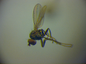  ( - BC ZSM DIP 01984)  @12 [ ] CreativeCommons - Attribution Non-Commercial Share-Alike (2010) SNSB, Zoologische Staatssammlung Muenchen SNSB, Zoologische Staatssammlung Muenchen