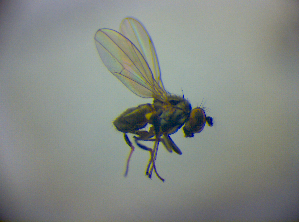  ( - BC ZSM DIP 02006)  @12 [ ] CreativeCommons - Attribution Non-Commercial Share-Alike (2010) SNSB, Zoologische Staatssammlung Muenchen SNSB, Zoologische Staatssammlung Muenchen