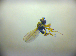  ( - BC ZSM DIP 02167)  @12 [ ] CreativeCommons - Attribution Non-Commercial Share-Alike (2010) SNSB, Zoologische Staatssammlung Muenchen SNSB, Zoologische Staatssammlung Muenchen