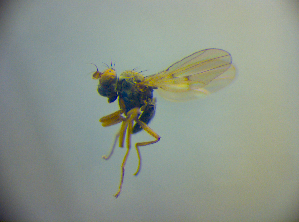  ( - BC ZSM DIP 02168)  @12 [ ] CreativeCommons - Attribution Non-Commercial Share-Alike (2010) SNSB, Zoologische Staatssammlung Muenchen SNSB, Zoologische Staatssammlung Muenchen