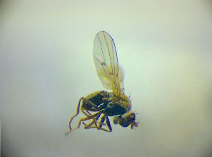  (Philygria obtecta - BC ZSM DIP 02177)  @13 [ ] CreativeCommons - Attribution Non-Commercial Share-Alike (2010) SNSB, Zoologische Staatssammlung Muenchen SNSB, Zoologische Staatssammlung Muenchen