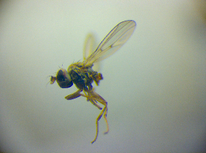 ( - BC ZSM DIP 02184)  @12 [ ] CreativeCommons - Attribution Non-Commercial Share-Alike (2010) SNSB, Zoologische Staatssammlung Muenchen SNSB, Zoologische Staatssammlung Muenchen