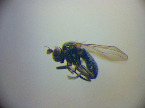  ( - BC ZSM DIP 02189)  @12 [ ] CreativeCommons - Attribution Non-Commercial Share-Alike (2010) SNSB, Zoologische Staatssammlung Muenchen SNSB, Zoologische Staatssammlung Muenchen