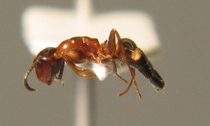  (Camponotus truncatus - BC ZSM HYM 00306)  @13 [ ] CreativeCommons - Attribution Non-Commercial Share-Alike (2010) Stefan Schmidt SNSB, Zoologische Staatssammlung Muenchen