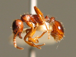  (Myrmica ruginodis - BC ZSM HYM 00772)  @13 [ ] CreativeCommons - Attribution Non-Commercial Share-Alike (2010) Stefan Schmidt SNSB, Zoologische Staatssammlung Muenchen