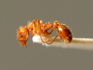  (Myrmica specioides - BC ZSM HYM 00785)  @14 [ ] CreativeCommons - Attribution Non-Commercial Share-Alike (2010) Stefan Schmidt SNSB, Zoologische Staatssammlung Muenchen