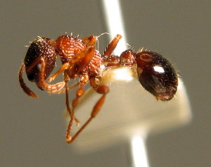  (Myrmica sulcinodis - BC ZSM HYM 00790)  @13 [ ] CreativeCommons - Attribution Non-Commercial Share-Alike (2010) Stefan Schmidt SNSB, Zoologische Staatssammlung Muenchen