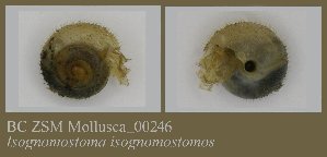  ( - BC ZSM Mollusca_ 00246)  @11 [ ] CreativeCommons - Attribution Non-Commercial Share-Alike (2010) SNSB, Zoologische Staatssammlung Muenchen SNSB, Zoologische Staatssammlung Muenchen