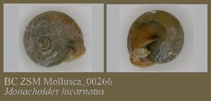  ( - BC ZSM Mollusca_ 00266)  @11 [ ] CreativeCommons - Attribution Non-Commercial Share-Alike (2010) SNSB, Zoologische Staatssammlung Muenchen SNSB, Zoologische Staatssammlung Muenchen