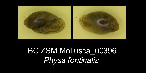  (Physa fontinalis - BC ZSM Mollusca_ 00396)  @13 [ ] CreativeCommons - Attribution Non-Commercial Share-Alike (2012) SNSB, Zoologische Staatssammlung Muenchen SNSB, Zoologische Staatssammlung Muenchen