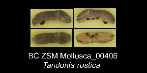  (Tandonia rustica - BC ZSM Mollusca_ 00406)  @11 [ ] CreativeCommons - Attribution Non-Commercial Share-Alike (2012) SNSB, Zoologische Staatssammlung Muenchen SNSB, Zoologische Staatssammlung Muenchen