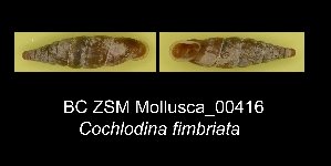  (Cochlodina fimbriata - BC ZSM Mollusca_ 00416)  @11 [ ] CreativeCommons - Attribution Non-Commercial Share-Alike (2012) SNSB, Zoologische Staatssammlung Muenchen SNSB, Zoologische Staatssammlung Muenchen