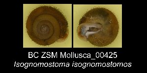  ( - BC ZSM Mollusca_ 00425)  @13 [ ] CreativeCommons - Attribution Non-Commercial Share-Alike (2012) SNSB, Zoologische Staatssammlung Muenchen SNSB, Zoologische Staatssammlung Muenchen